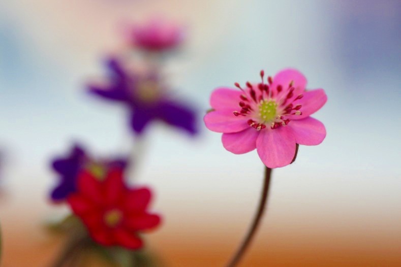 花写　(59　　雪割草