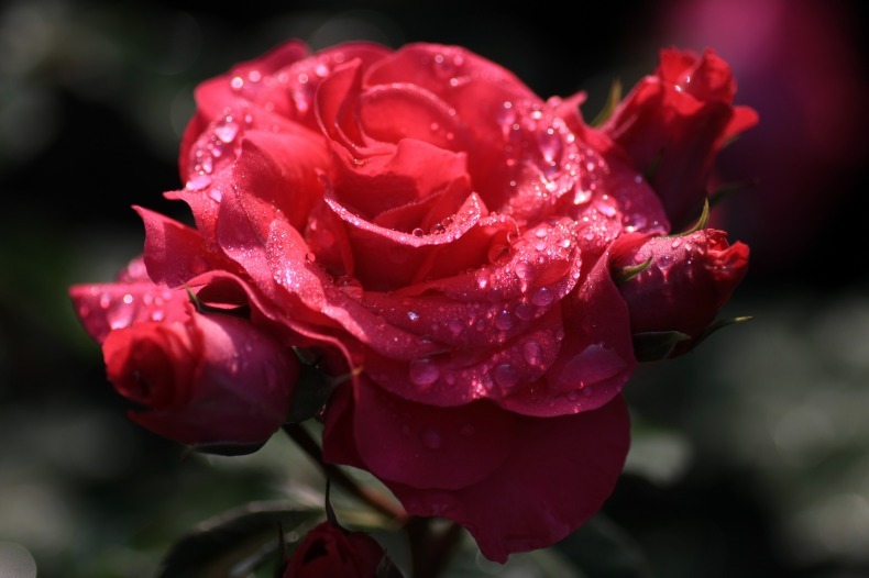 　　　薔薇雨情　　2