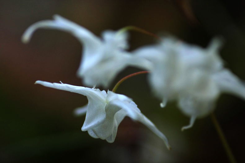 　　　花野辺　2