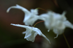 　　　花野辺　2