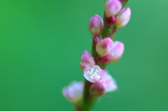 　　　小さな花でも