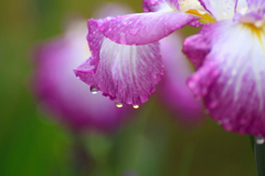 　　　花雫
