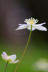 　　　花摘み　3