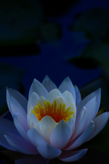 　　　幽玄
