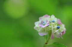 紫陽花の詩　7