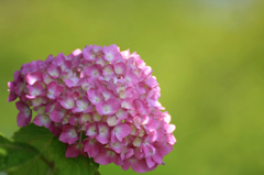 　　　紫陽花の詩　4