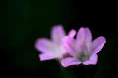 　　　花摘み　4