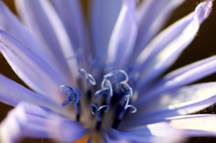 　　花芯
