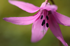 　　竪香子の花