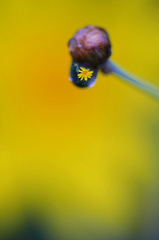 　　水中花