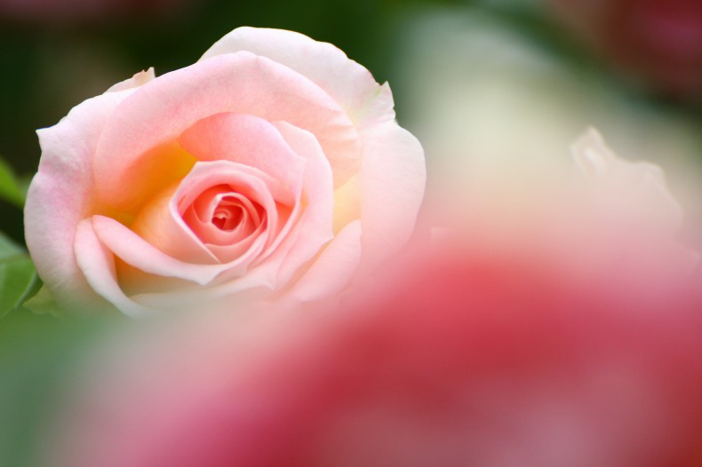 薔薇の回廊　　1