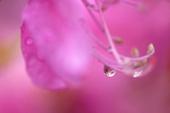 　　　水中花　1