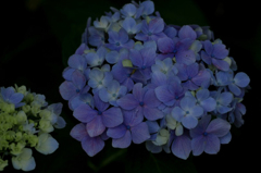 　　　紫陽花の詩　3