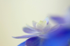 　　　紫陽花の詩　2