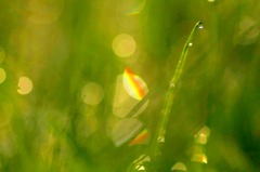 水玉の詩　(24