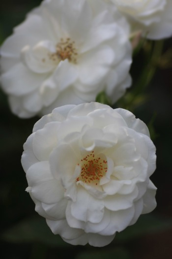 　　　花摘み　20