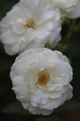 　　　花摘み　20