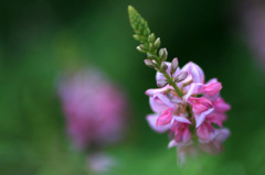 　　　山に咲いて　　2