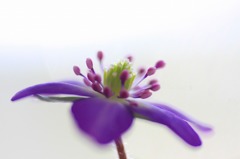 　　春を呼ぶ花　8