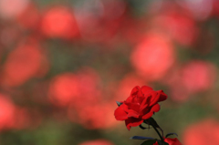 　　　一輪の赤い薔薇