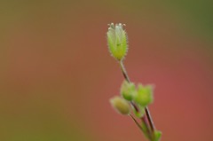 　　　花一輪　2