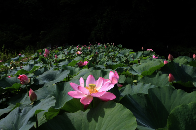 　　　花ハスの詩　10