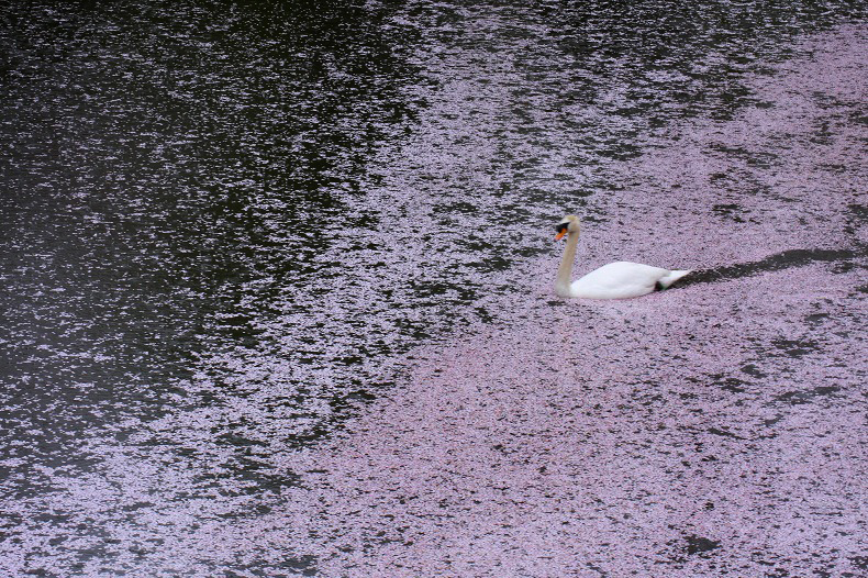 　　花びら散る中を