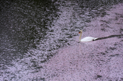 　　花びら散る中を