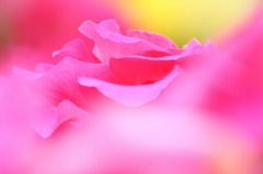 薔薇の回廊　　3