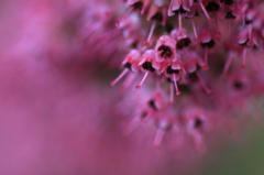 　　　花摘み　1
