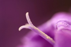 　　　花遊び　3