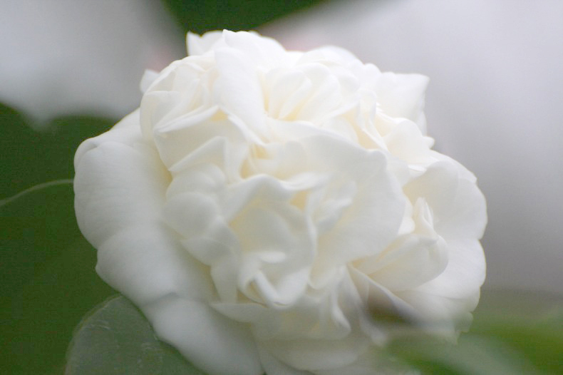 　　　花つばき　6