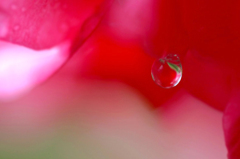 　　　花雫　　5