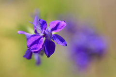 　　　舞花