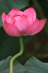 　　　花写　4