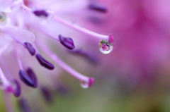 　　　水中花　2