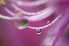 　　　水中花　2
