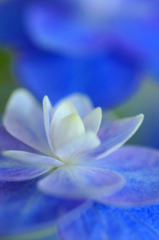 　　　花摘み　3