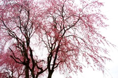 　　　春風に
