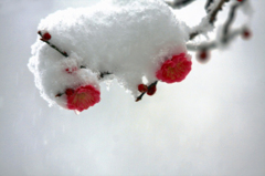 　　春の淡雪　16 