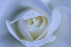 秋薔薇　7