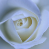 秋薔薇　7