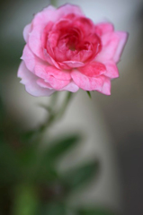 　　　花摘み　8
