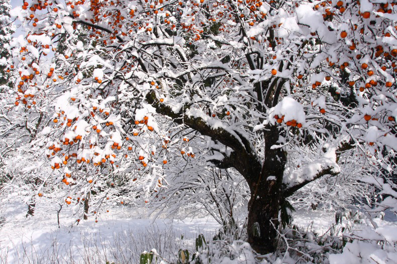 　　　雪柿　　2