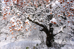 　　　雪柿　　2