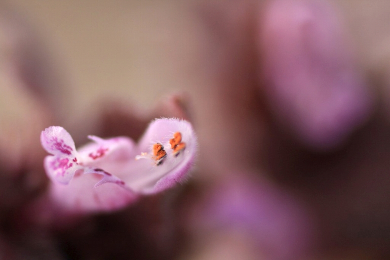 　　花便り　13