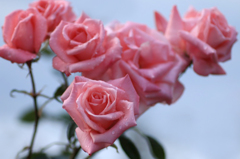 秋薔薇　(1