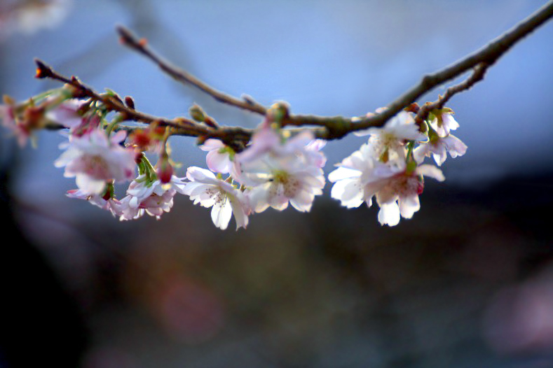 　　花飾り