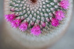 花写　(29　　サボテン