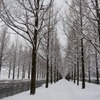 冬の並木